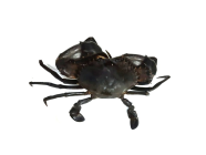Live Mud Crab Kenya (700 grams to 900 grams )